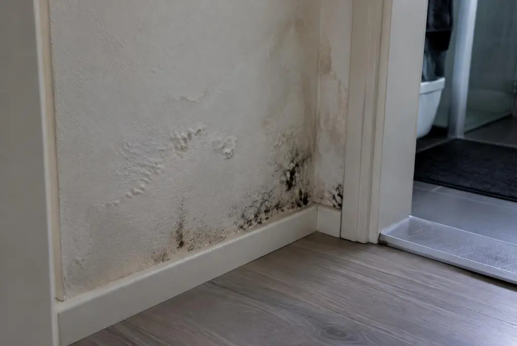 Lekdetectie Rijswijk – vochtplek met schimmel op een muur